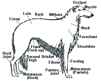 Annotated Borzoi Illustration